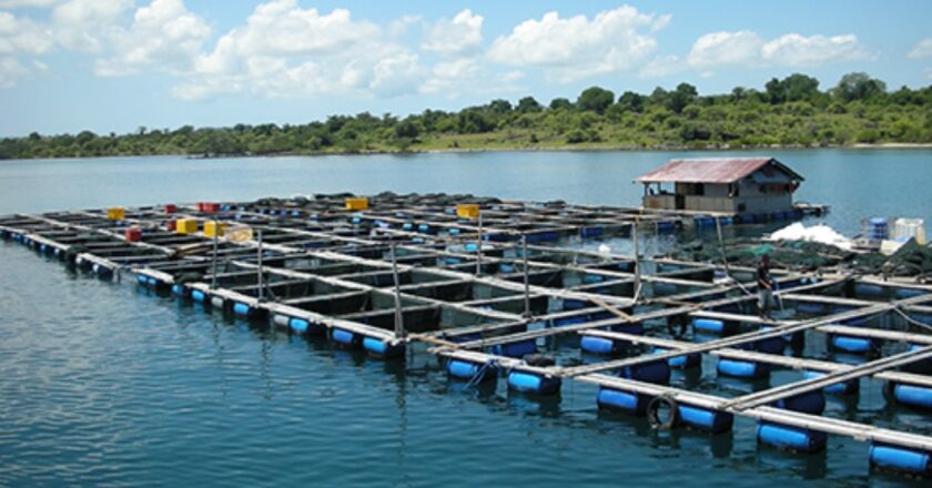 Guna Meningkatkan Produksi Ikan, DKP Kukar Sasar Laut Lepas dan Budi Daya