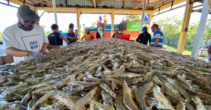 Anggana: Mutiara Budidaya Udang Nasional dari Kutai Kartanegara