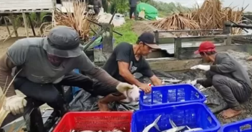 Kukar Berjaya di Sektor Kelautan, Panen Ikan Melimpah Capai 82.400 Ton