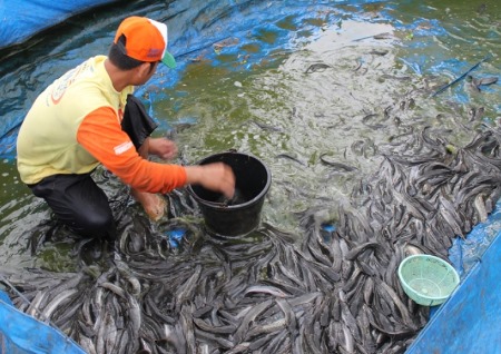 DKP Kukar Ungkap Prospek Cerah dalam Industri Pengolahan Ikan