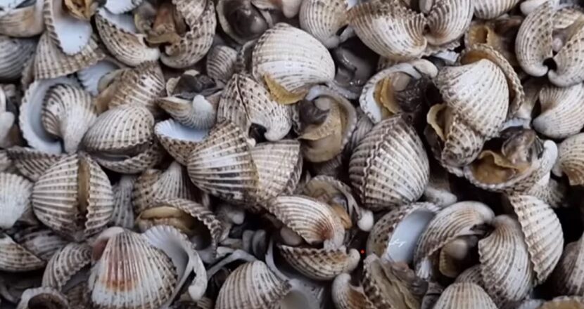 Kerang Muara Badak Komoditas Unggulan Masa Depan Ekonomi Kukar