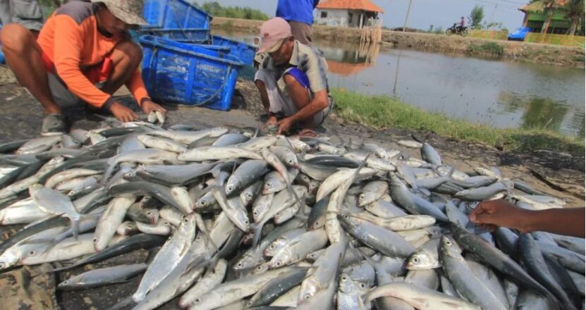 Kukar Raih Produksi Perikanan 250 Ribu Ton, Sektor Terus Berkembang