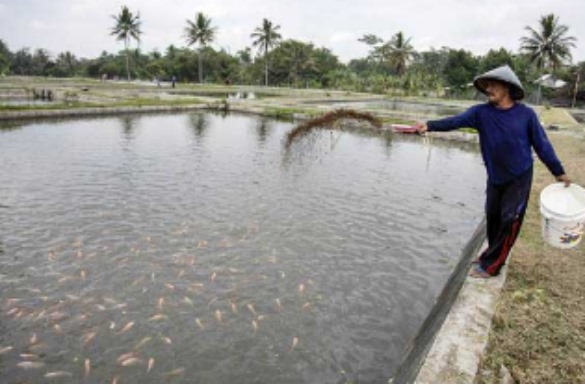 Peningkatan Kapasitas Budidaya Ikan di Kukar Dorong Produksi Perikanan