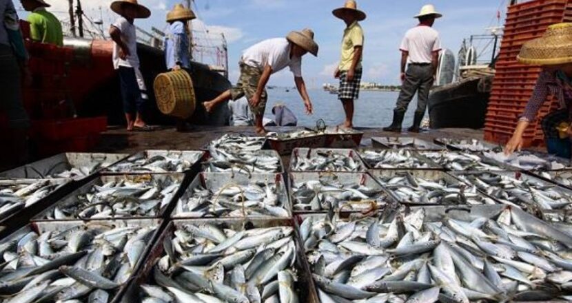 Sinergi Nelayan dan Pembudidaya: Kukar Catat Produksi Ikan Tinggi