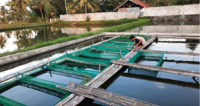 Budidaya Ikan di Kukar Meningkat, Dukung Produksi Perikanan Lokal