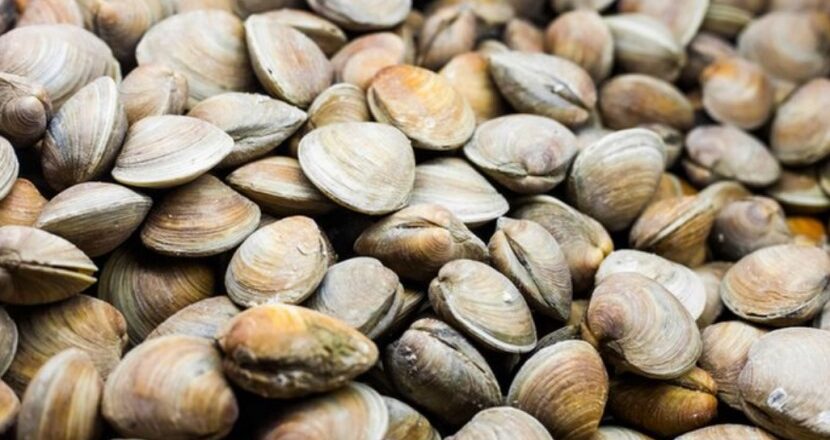 Muara Badak: Produksi Kerang Mencapai 50 Ton Setiap Hari