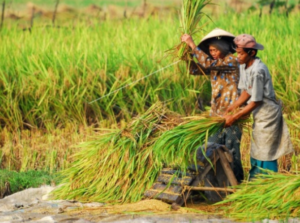 Desa Sebuntal Fokus pada Modernisasi Pertanian dan Pembangunan Berkelanjutan