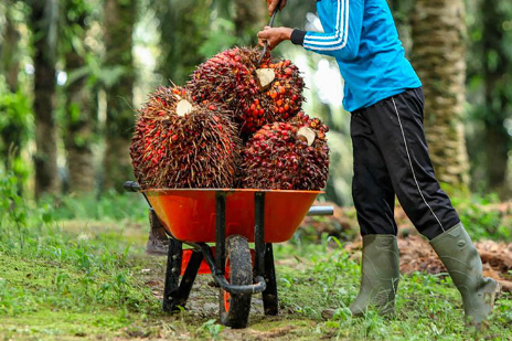 Kepala Desa Muai Kawal Sengketa Lahan Petani Sawit, Perjuangkan Hak Warga