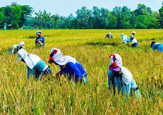 Tenggarong Seberang Luncurkan Inovasi untuk Meningkatkan Kesejahteraan Petani