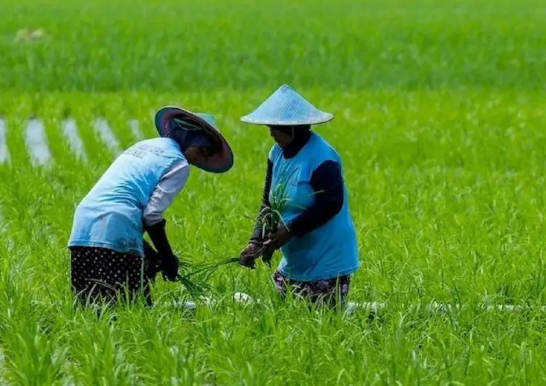 Distanak Kukar Terapkan Inovasi Pertanian Terpadu untuk Kurangi Limbah