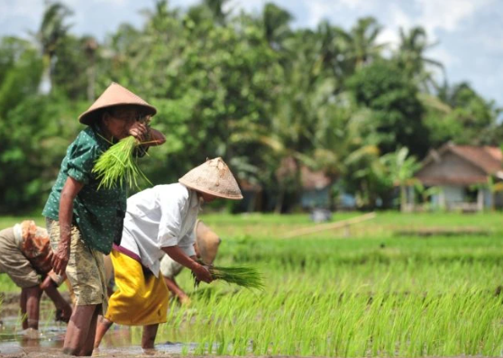 Pemkab Kukar Gandeng IPB untuk Pertanian Hulu yang Berkelanjutan