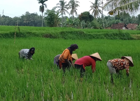 Pemkab Kukar Tingkatkan Peran Penyuluh Pertanian untuk Modernisasi dan Kemandirian Pertanian