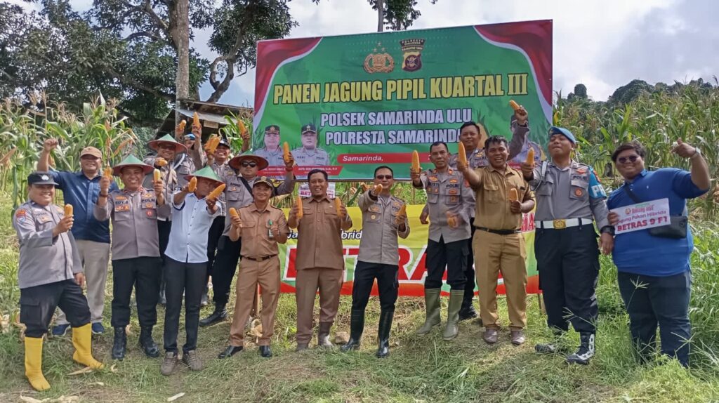 Panen Jagung di Bukit Pinang, Polsek Samarinda Ulu Dukung Ketahanan Pangan