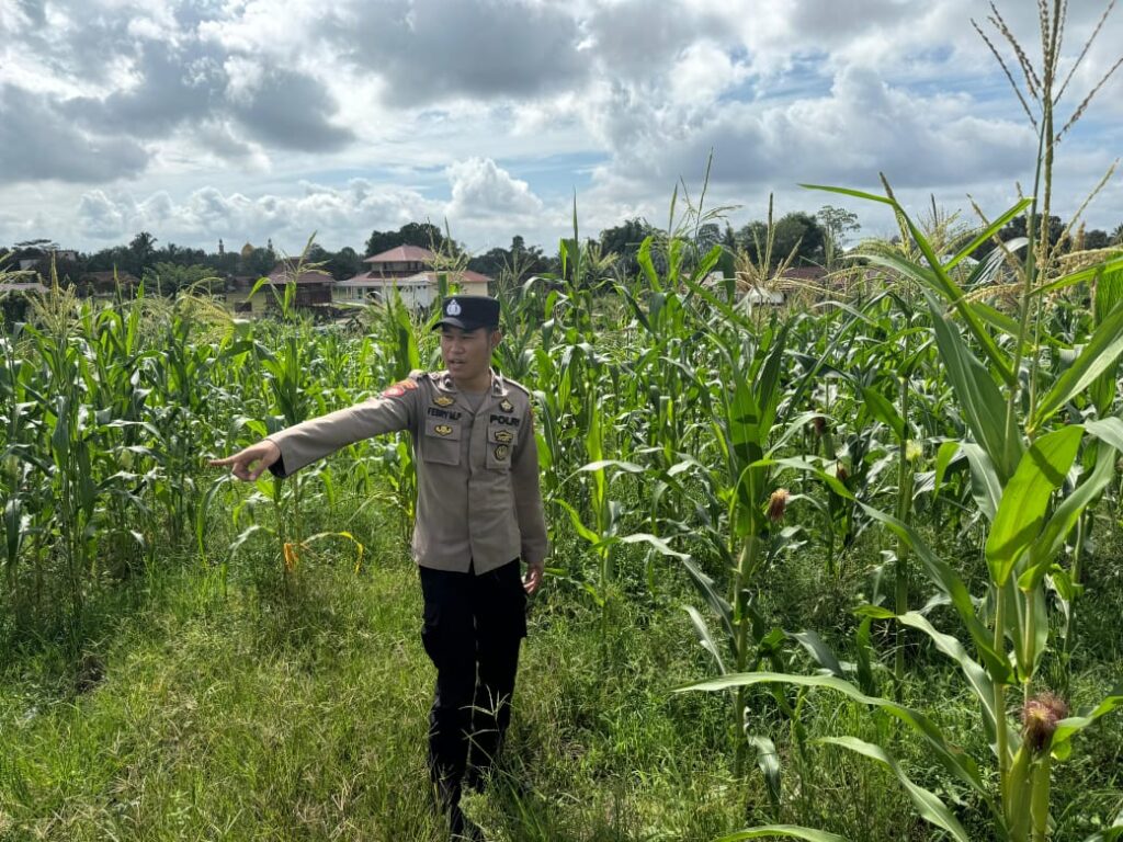 Dukung Kemandirian Pangan, Polsek Muara Wahau Pantau Perkembangan Jagung di Lahan Warga